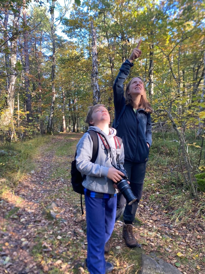 Forest hiking trail through Swedish pine woods