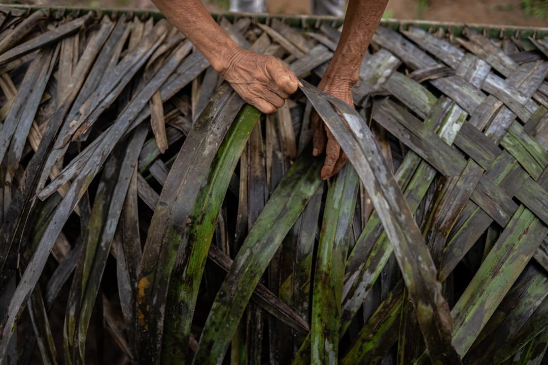 Contrast between deforested land and thriving indigenous-protected forest