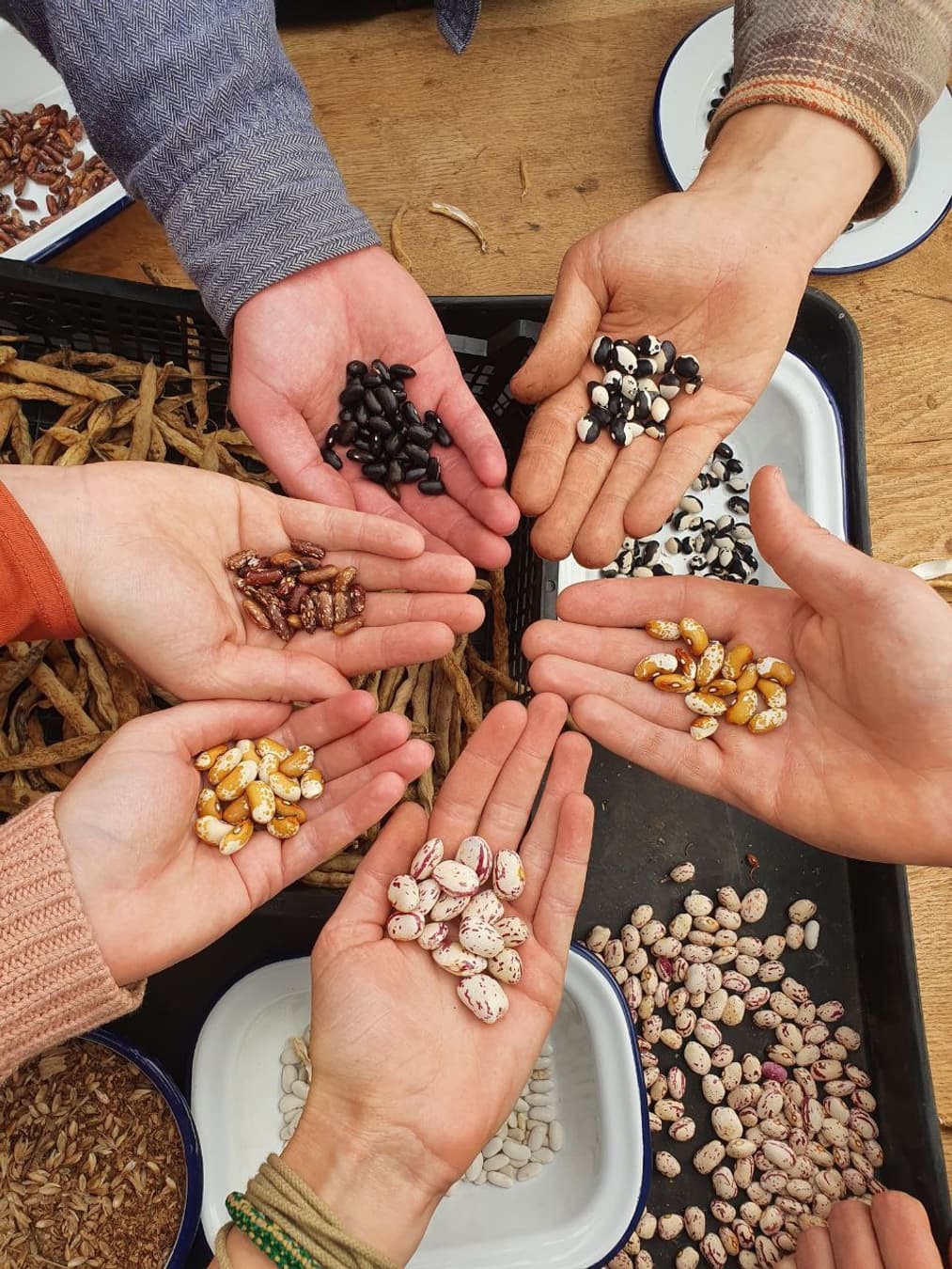 Hands planting a seedling in dark rich soil